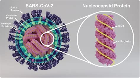 sars   neucleocapside  protein  heavily glycosylated