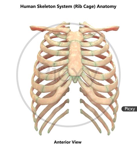 Rib Cage Of Human Body Thoracic Cage Anatomy Body Human