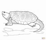 Coloring Turtle Snapping Alligator Common Pages Printable Drawing Turtles Color Online Supercoloring Ausmalbilder Drawings sketch template