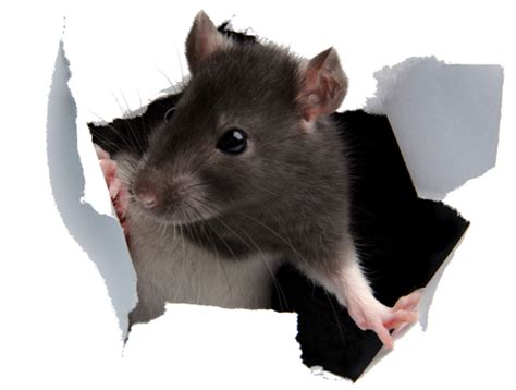 collection  rats png hd pluspng