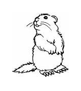 Prairie Dog Coloring Pages sketch template
