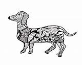 Dachshund Dog Printable Zentangle Weiner Colouring Sausage Lynn Wiener sketch template