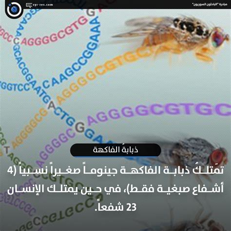 الباحثون السوريون خامساً ذبابةُ الفاكهة Drosophila Melanogaster