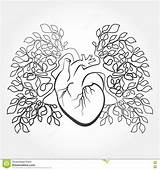 Coloring Lungs Anatomy Cuore Getcolorings Anatomico Justcolorr Directly Tab Support Umani Polmoni sketch template