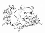 Wombat Coloring Jadedragonne Pages Adoptable Possum Magic Color Deviantart Printable Getcolorings sketch template