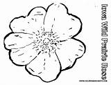 Coloring Flower State Rose Iowa Prairie Wild Simple Pages Musings Inkspired Nice Flowers sketch template