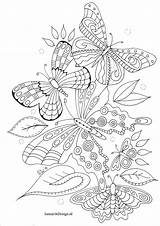 Adult Sheets Vlinders Volwassenen Aural sketch template