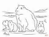 Capybara Capibara Kleurplaat Ausmalbild Malvorlagen Wasserschwein Supercoloring Kleurplaten Gratis sketch template