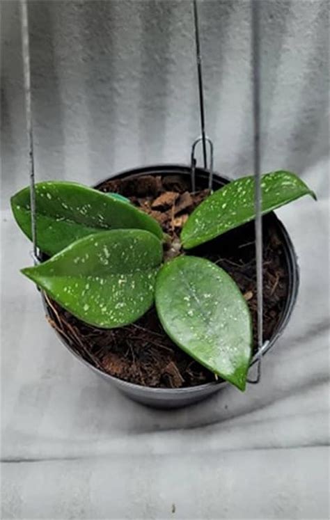 hoya wilbur graves     pot exact plant  established rare legoconceptscom
