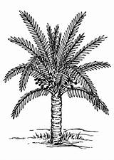 Palm Tree Coloring Pages Printable sketch template