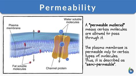 permeability definition  examples biology  dictionary