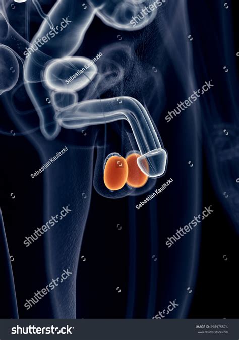 Medically Accurate Illustration Of The Testicles 298975574 Shutterstock