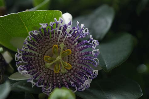 The Passion Flower Also Known As Christ S Thorn Flickr