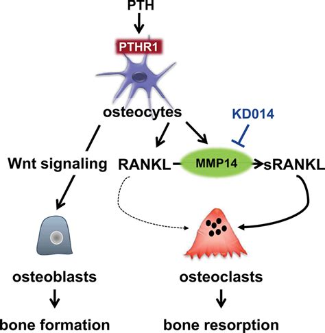 Mmp14 Is A Novel Target Of Pth Signaling In Osteocytes That Controls