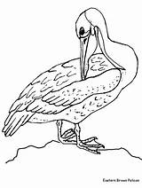 Pelican Mewarnai Colorare Colorir Pajaro Pellicano Coloriages Vogel Drawings Animali Burung Rattlesnake Diamondback Eastern Animasi Oiseau Bergerak Pajaros Uccelli Gify sketch template