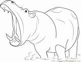 Coloring Mouth Open Hippopotamus Drawing Pages Hippo Sketch Pic Coloringpages101 Color Print Realistic Getdrawings Paintingvalley sketch template