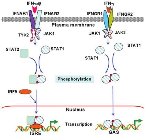 ifn induced jak stat signaling pathways  scientific diagram