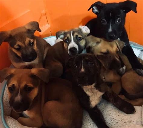 rescued puppies ready  adoption  cny