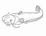 Bagre Gatto Pesce Bagra Catfish Redtail Dibuix Acolore Dibuixos Stampare sketch template