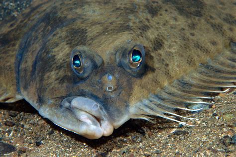 Flounders’ Eyes Face Skyward How Do They See The Ocean Floor