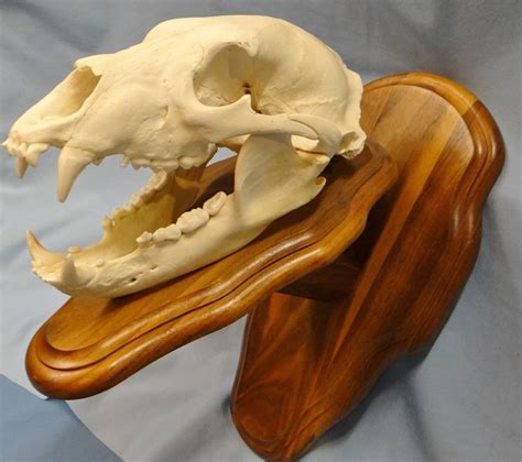 bear skull european mount
