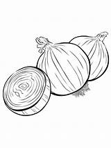 Zwiebel Malvorlage Ausmalbilder Verduras Mewarna Sayuran Sayur Bawang sketch template