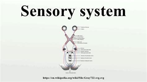 Sensory System Youtube