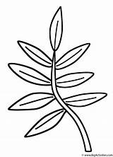 Coloring Template Branch Leaves Jungle Colouring Pages Plants Leaf Palm Branches Printable Tropical Tree Clipart Clip Drawing Cut Outline Trees sketch template