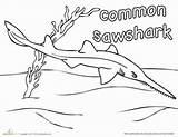 Sawshark Common Coloring Education sketch template