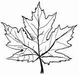 Leaf Maple Drawing Leaves Autumn Fall Easy Pencil Tree Line Coloring Japanese Pages Printable Drawn Template Syrup Drawings Clipart Sugar sketch template