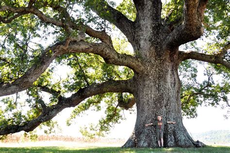 remarkable trees  virginia oak ridge estate white oak