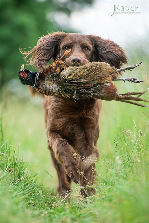 dl deutsch langhaar german longhaired pointer vorstehhund jagdhund