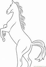 Horse Rearing Coloringpages101 sketch template