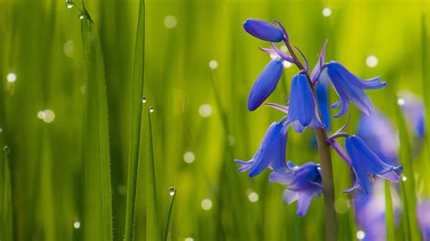 bluebells dark blue flowers bells green grass bluebell flowers k hd