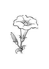 Flower Coloring Pages Trumpet sketch template