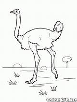 Colorat Strut Avestruz Desene Planse Ostrich Struzzo Autruche Malvorlagen Colorkid Aves Fliegen Uccelli Struti Animale sketch template