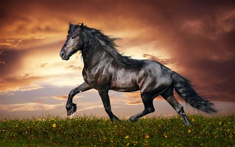 photo beautiful horse animal horse saddle