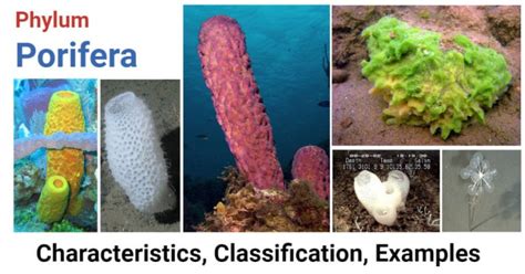 phylum porifera characteristics classification examples