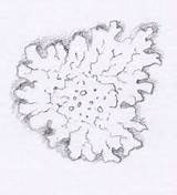 Lichen Lichens Lizzieharper Lizzie Harper Fungi Illustration Botany sketch template