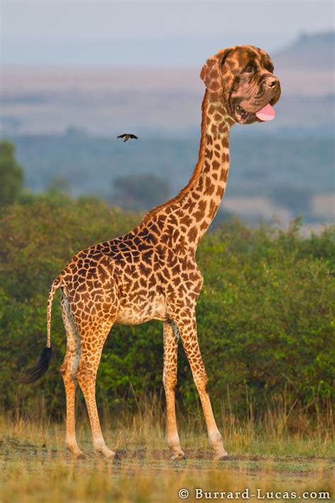 tiere mit  syndrom giraffe tiere mit downsyndrom  knuffig kann das aussehen karim zidan