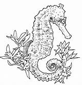 Coloring Seahorse Pages Realistic Adults Adult Drawing Carle Eric Horse Sea Drawings Seahorses Colouring Color Printable Print Sheets Popular Uniquecoloringpages sketch template