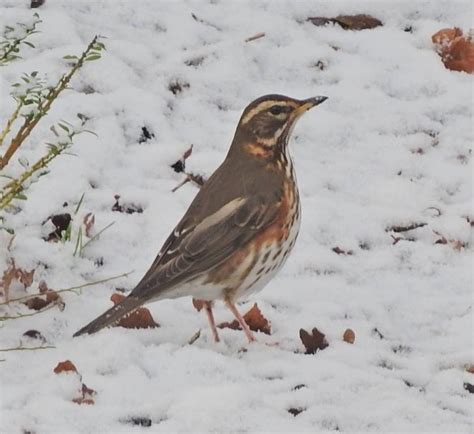 koperwiek  de sneeuw mistle thrush song thrush  birds wild birds fauna holland