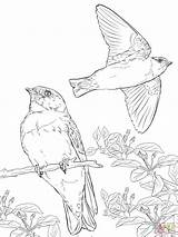 Coloring Realistic Swallow Swallows Pages Cliff Tree Color Supercoloring Drawing Getcolorings Printable Drawings Vectors Paper sketch template