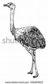 Rhea Vector Realistic Drawn Sketch Hand Isolated Background Rheas Shutterstock sketch template