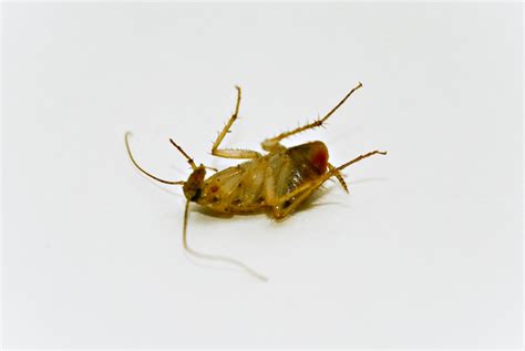 pest stock photo freeimagescom