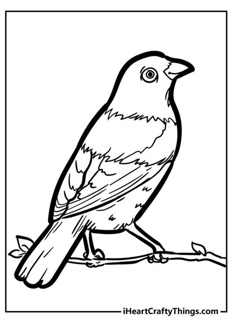 unique bird coloring pages updated