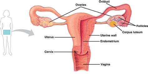 overview of the female reproductive system sexinfo online