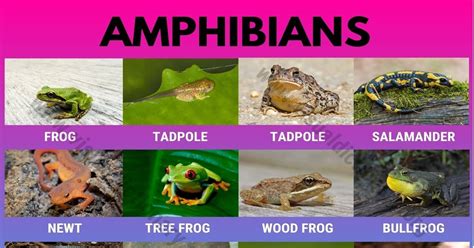 amphibians animals chart
