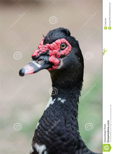 duck face stock photo image  face male beak fowl