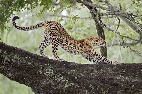 leopard pics bilscreen
